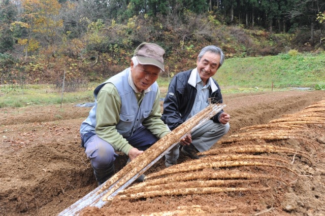 自然薯 | |おおしま育ち｜公益財団法人 大島農業振興公社