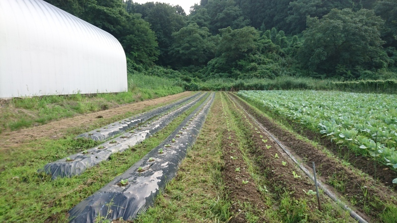 ブログ画像：大島農業